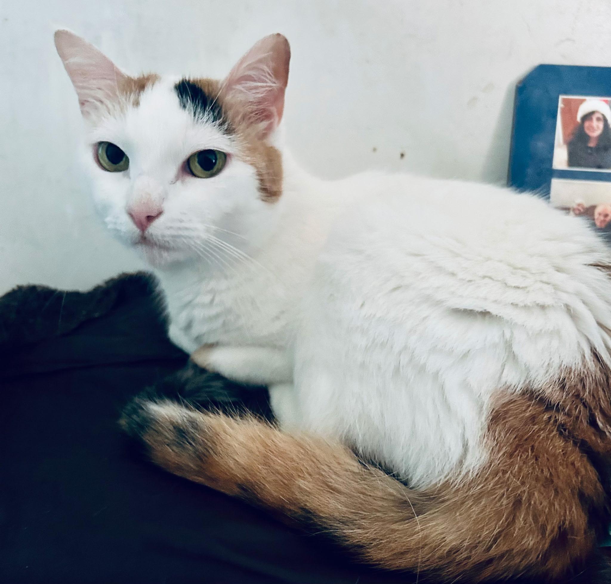 Ms Kitty, a Adoptable Domestic Short Hair in Brooklyn, NY image 2/2