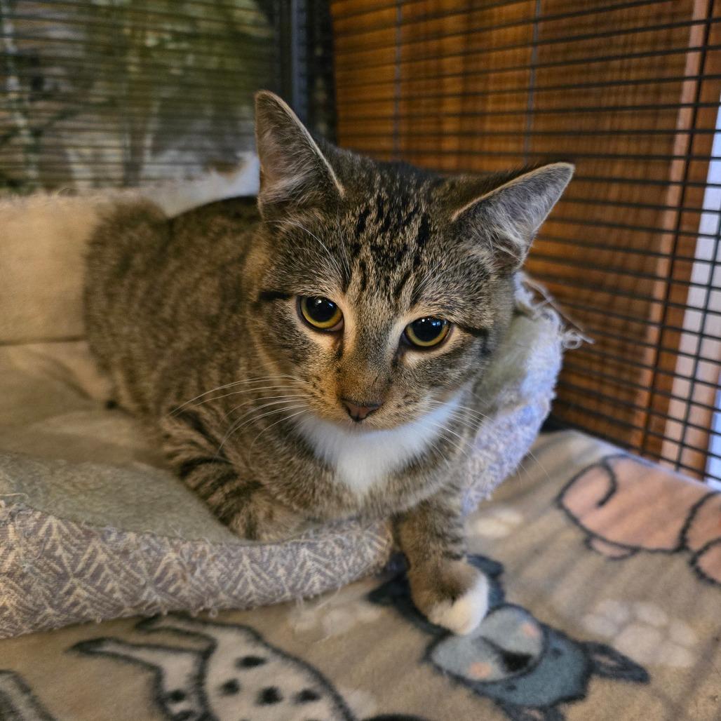 Crab Ragoon, a Adoptable Domestic Short Hair in Bellingham, WA image 1/2