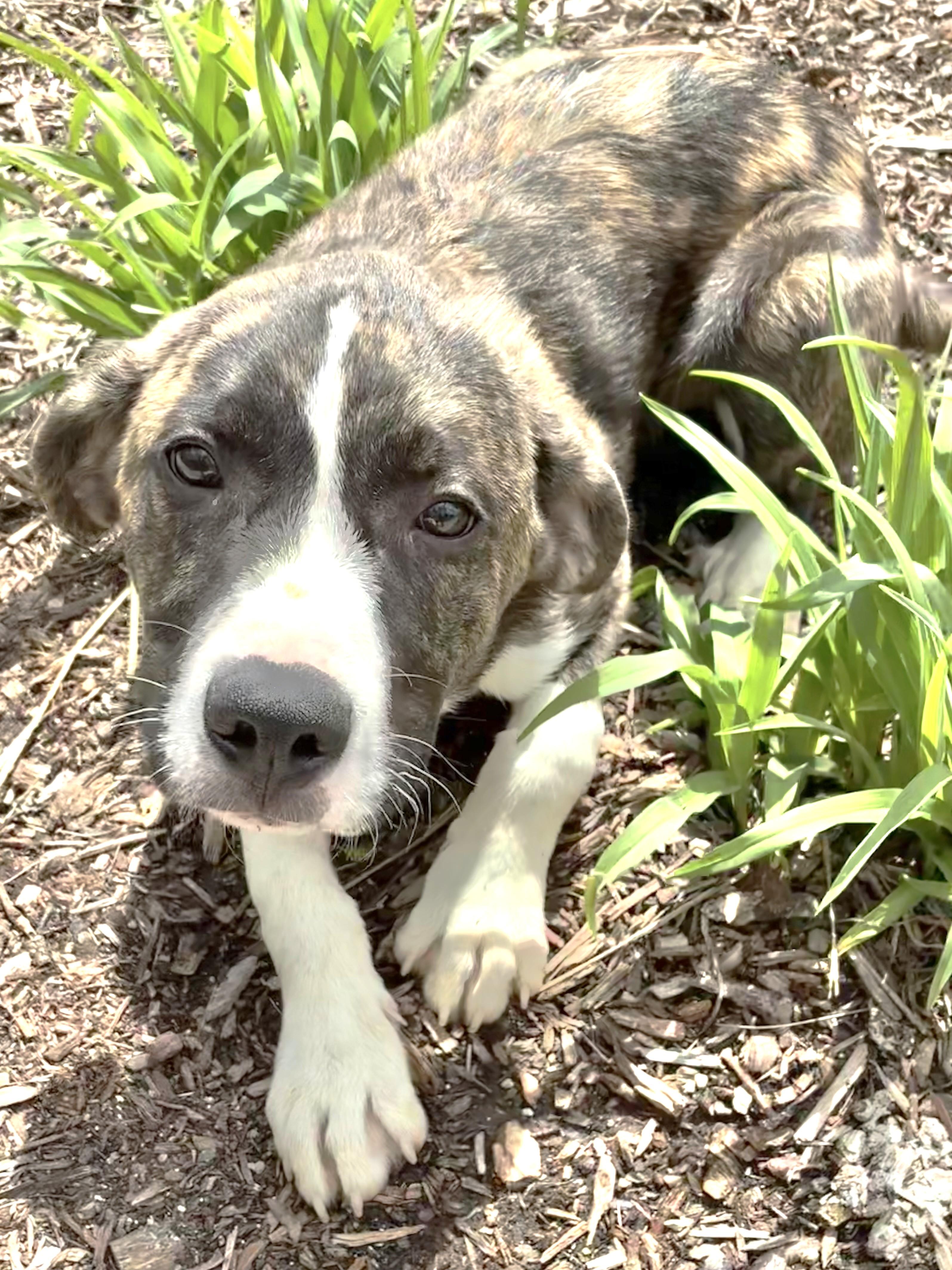 Kermitt, Adoptable, Puppy Male Great Pyrenees.
