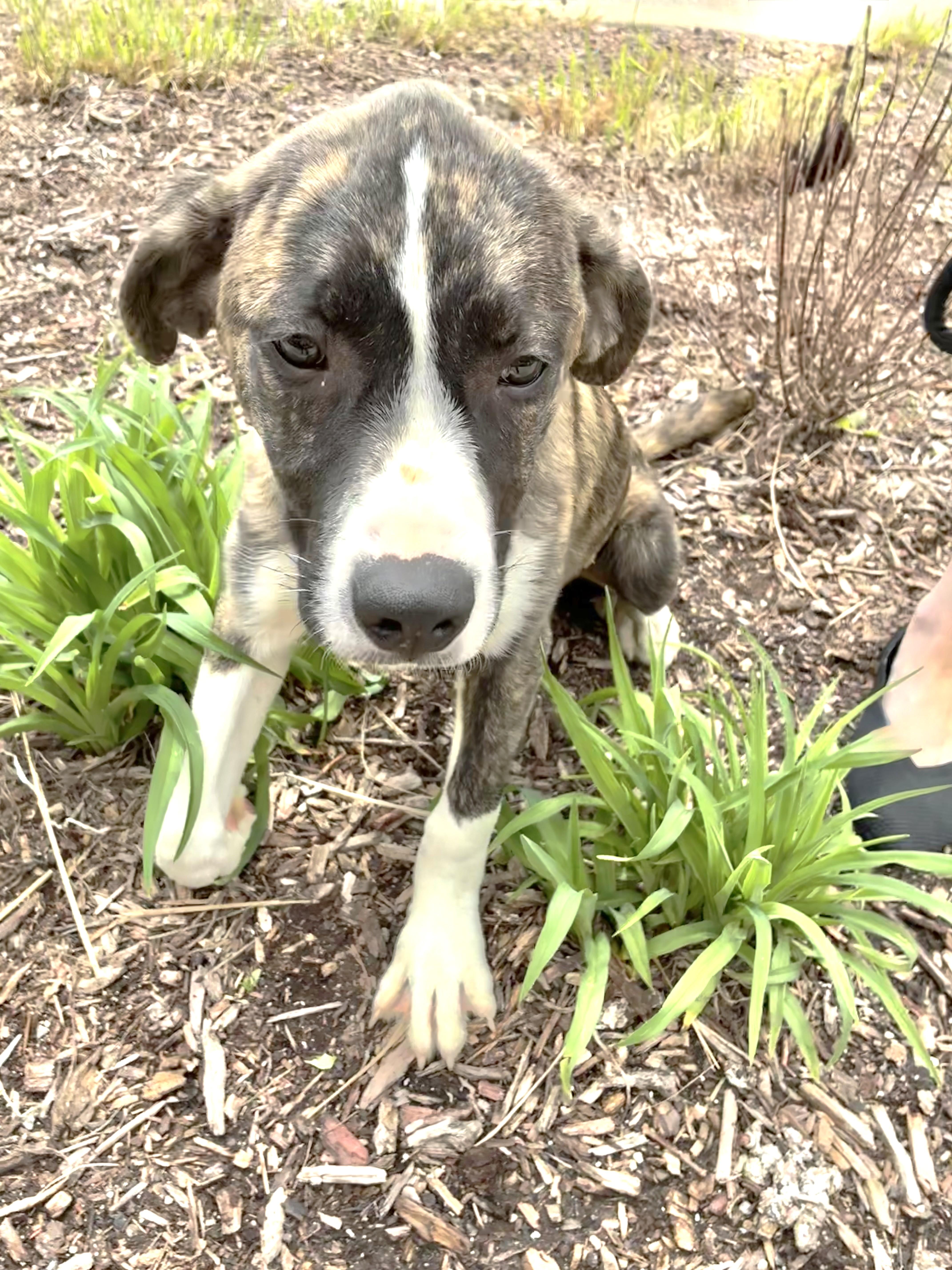 Enlarge Kermitt, a Adoptable Great Pyrenees in West Chicago, IL image 3/3