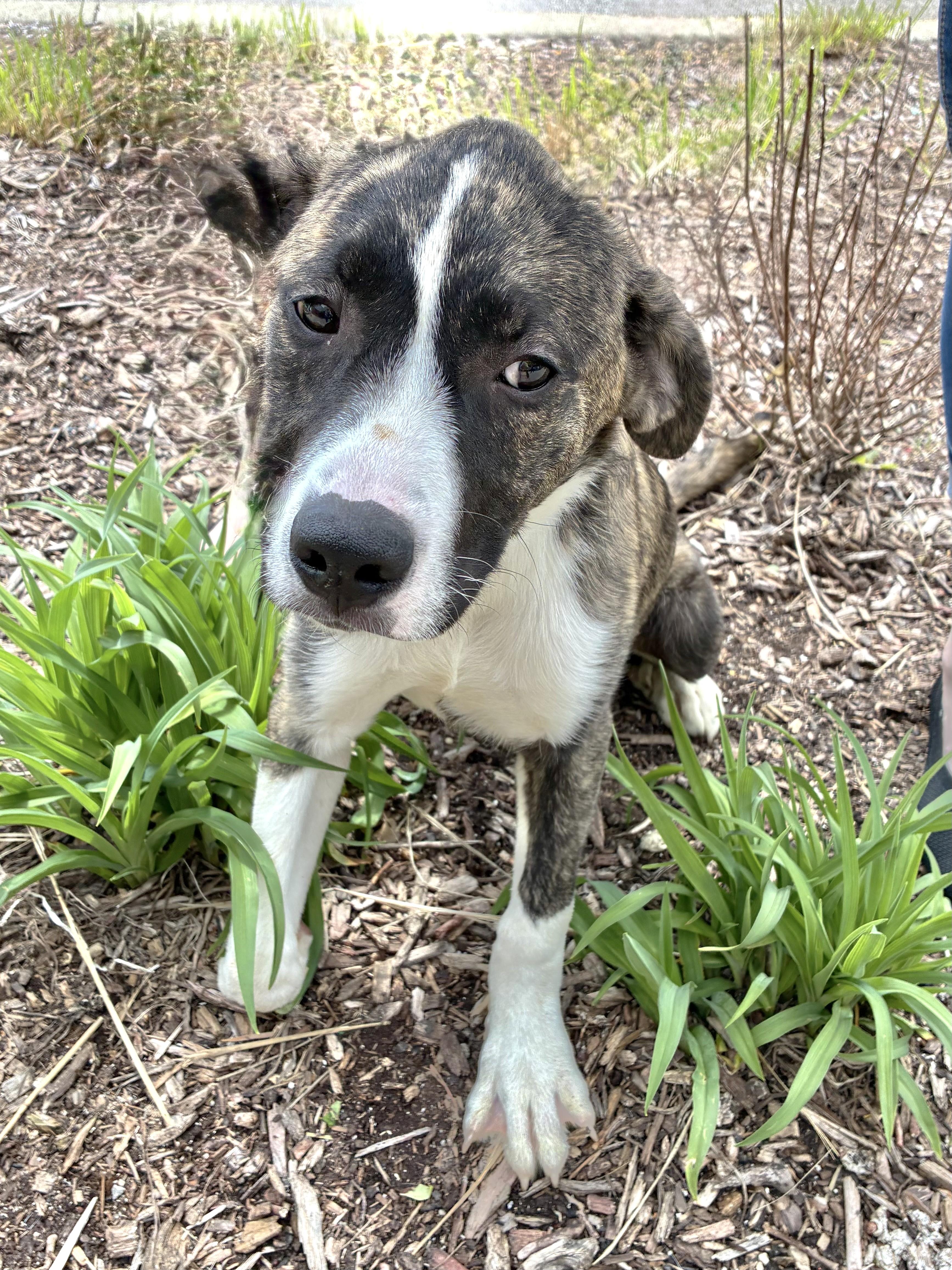 Enlarge Kermitt, a Adoptable Great Pyrenees in West Chicago, IL image 2/3