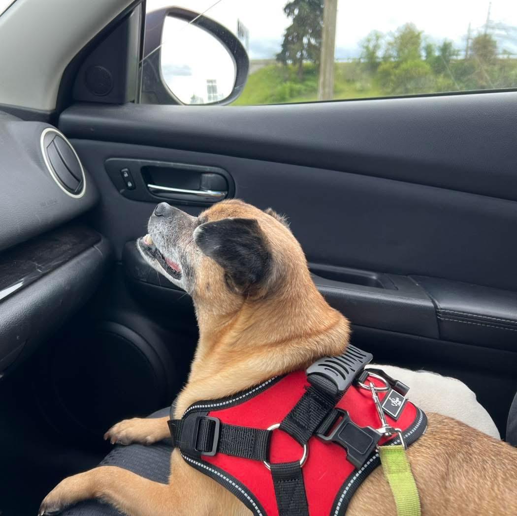 Enlarge Mike Wazoski, an adopted mixed breed in Eugene, OR image 2/3