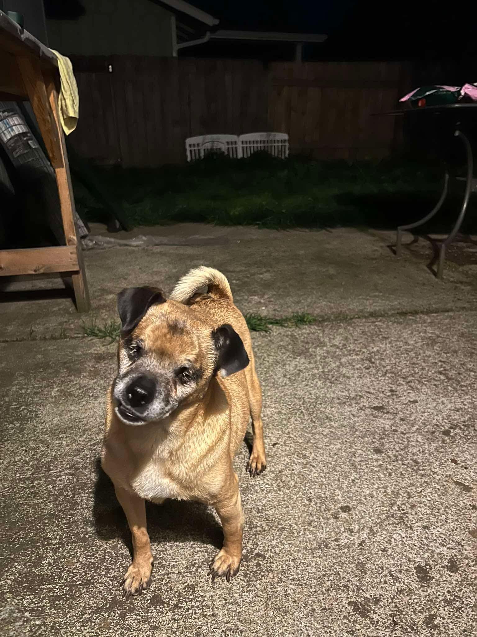 Mike Wazoski, adopted, Adult Male Pug.