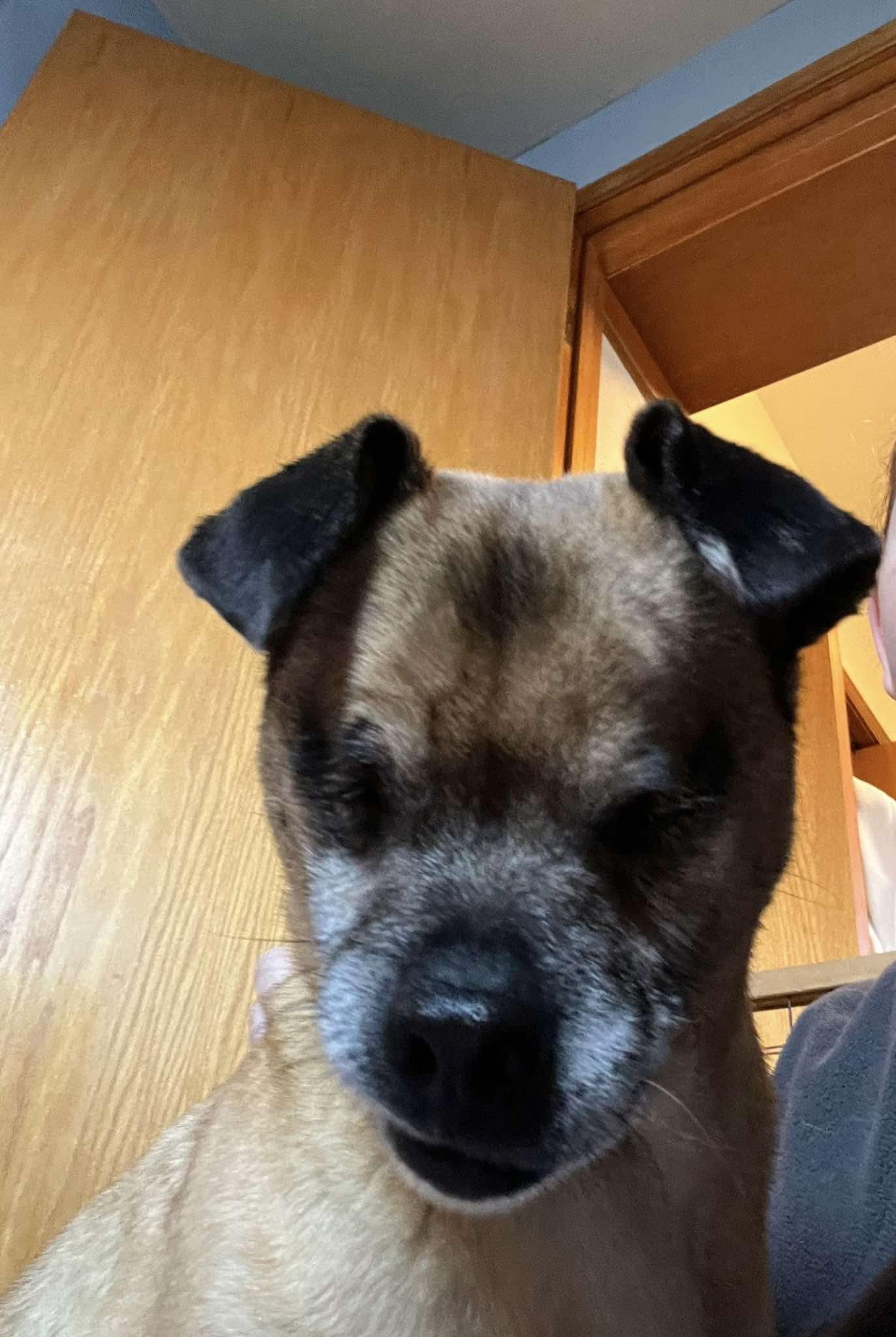 Enlarge Mike Wazoski, an adopted mixed breed in Eugene, OR image 3/3