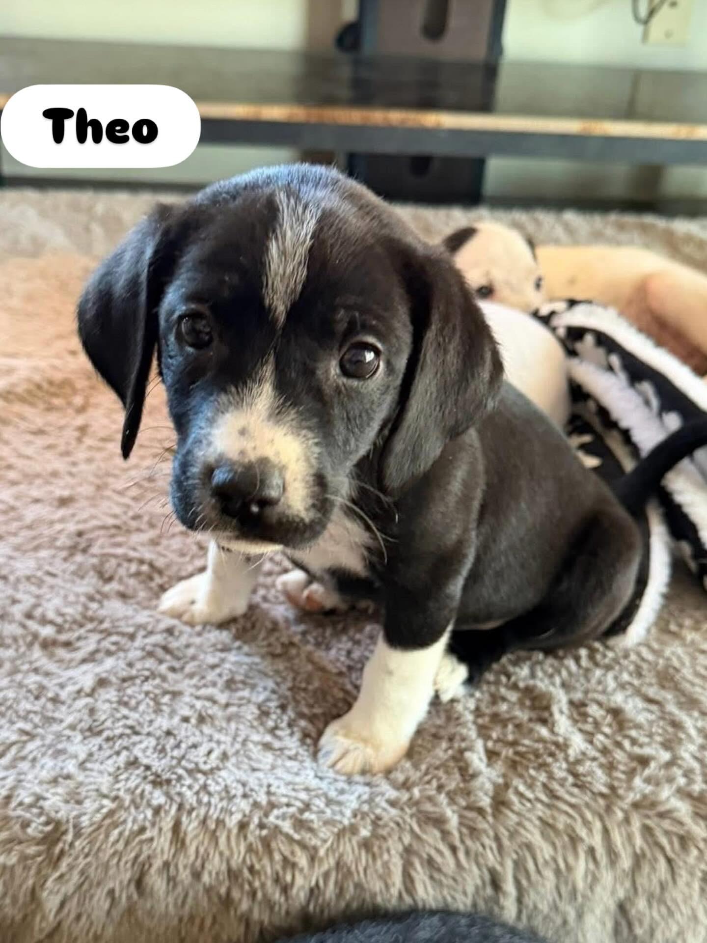 Enlarge Theo , a ADOPTABLE mixed breed in Hatfield, PA image 3/6