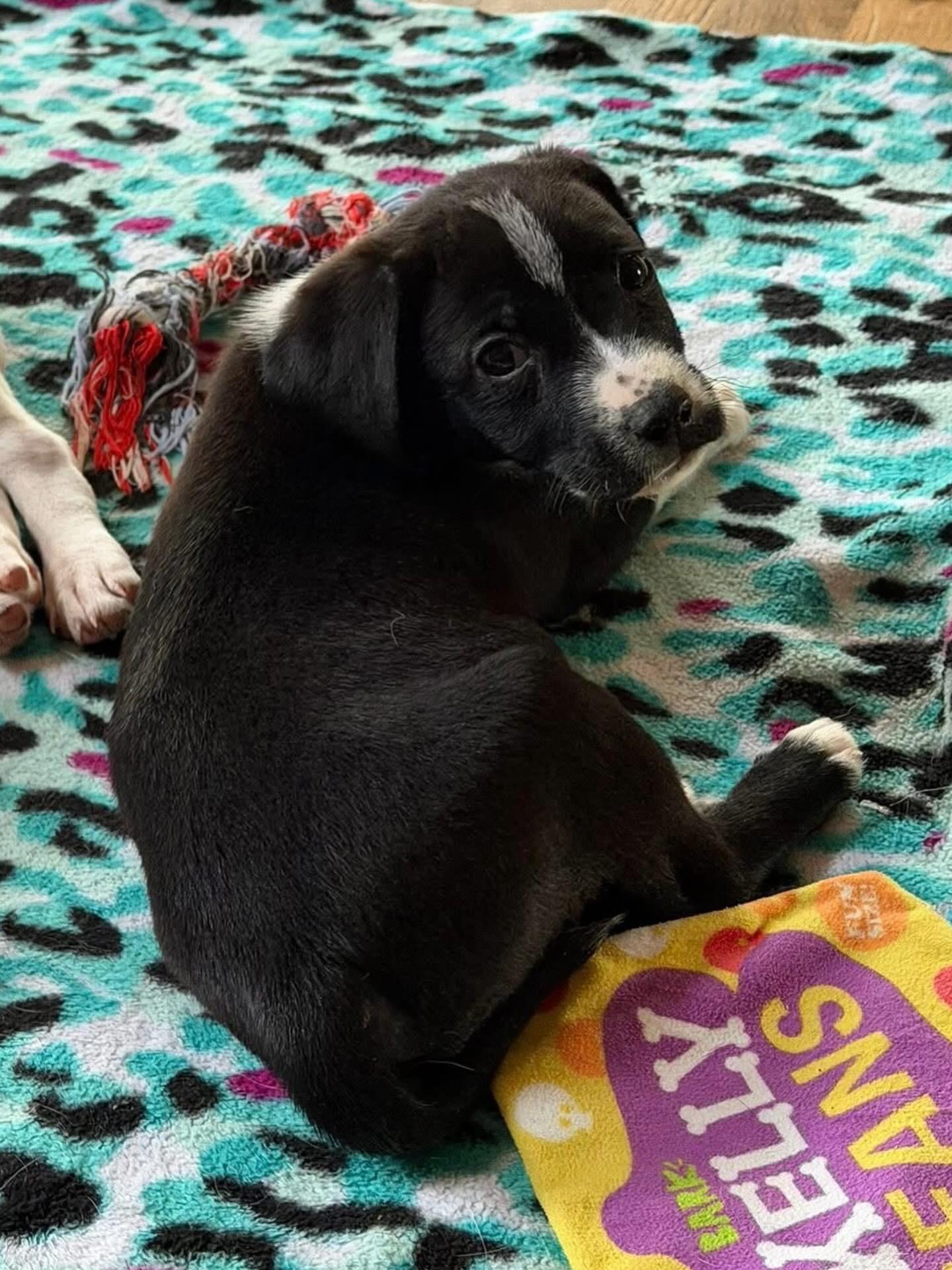 Enlarge Theo , a ADOPTABLE mixed breed in Hatfield, PA image 6/6