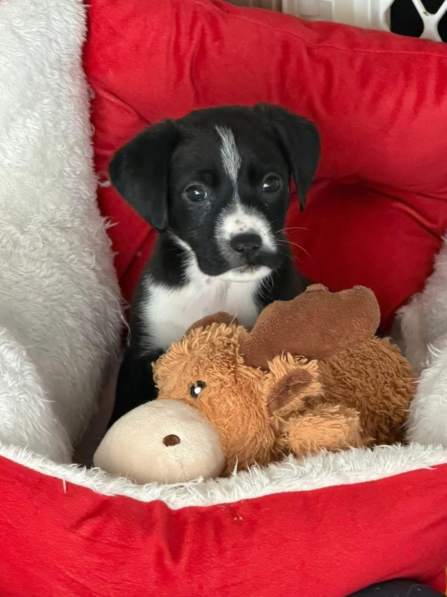 Enlarge Theo , a ADOPTABLE mixed breed in Hatfield, PA image 5/6