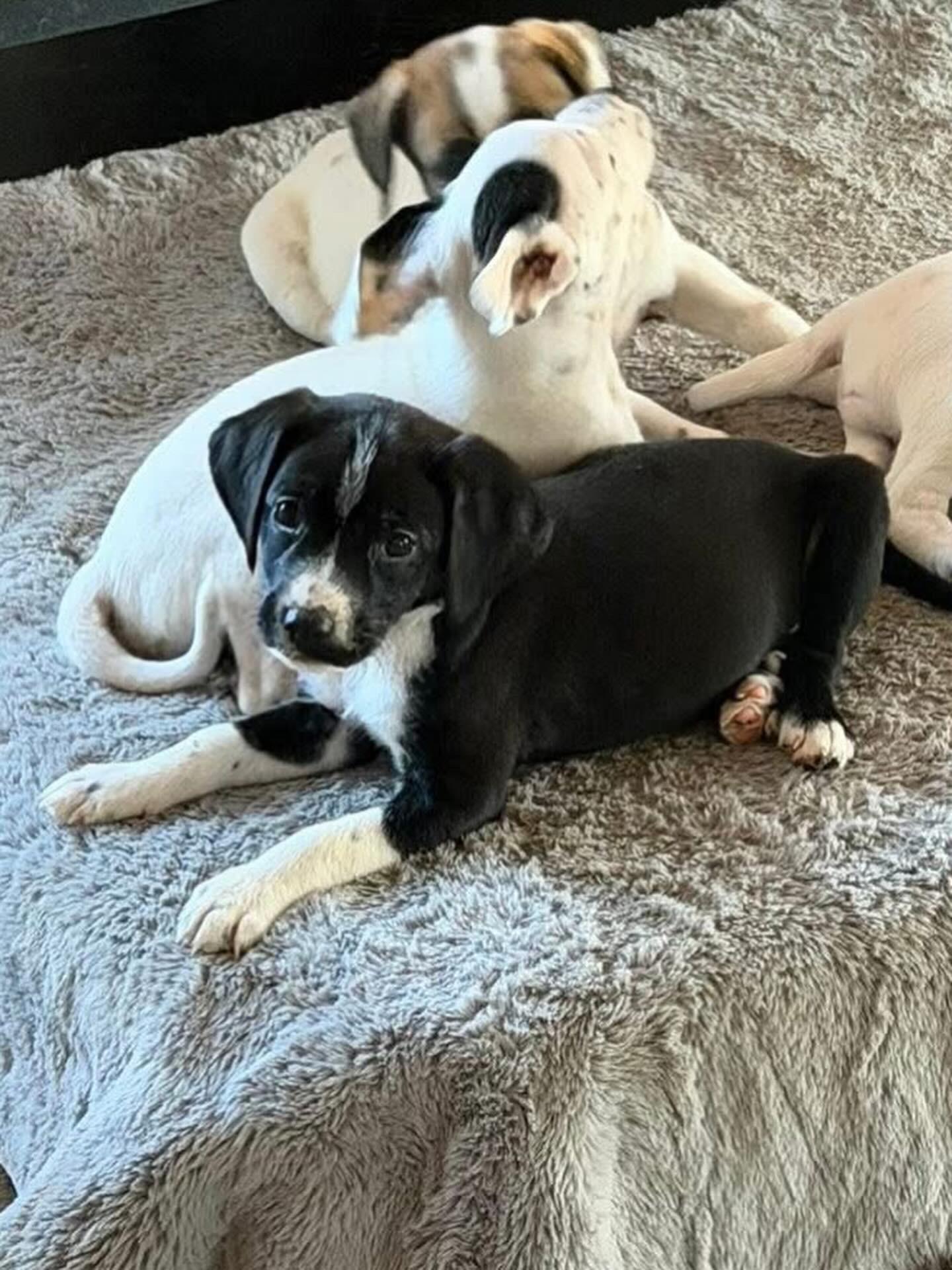 Enlarge Theo , a ADOPTABLE mixed breed in Hatfield, PA image 2/6