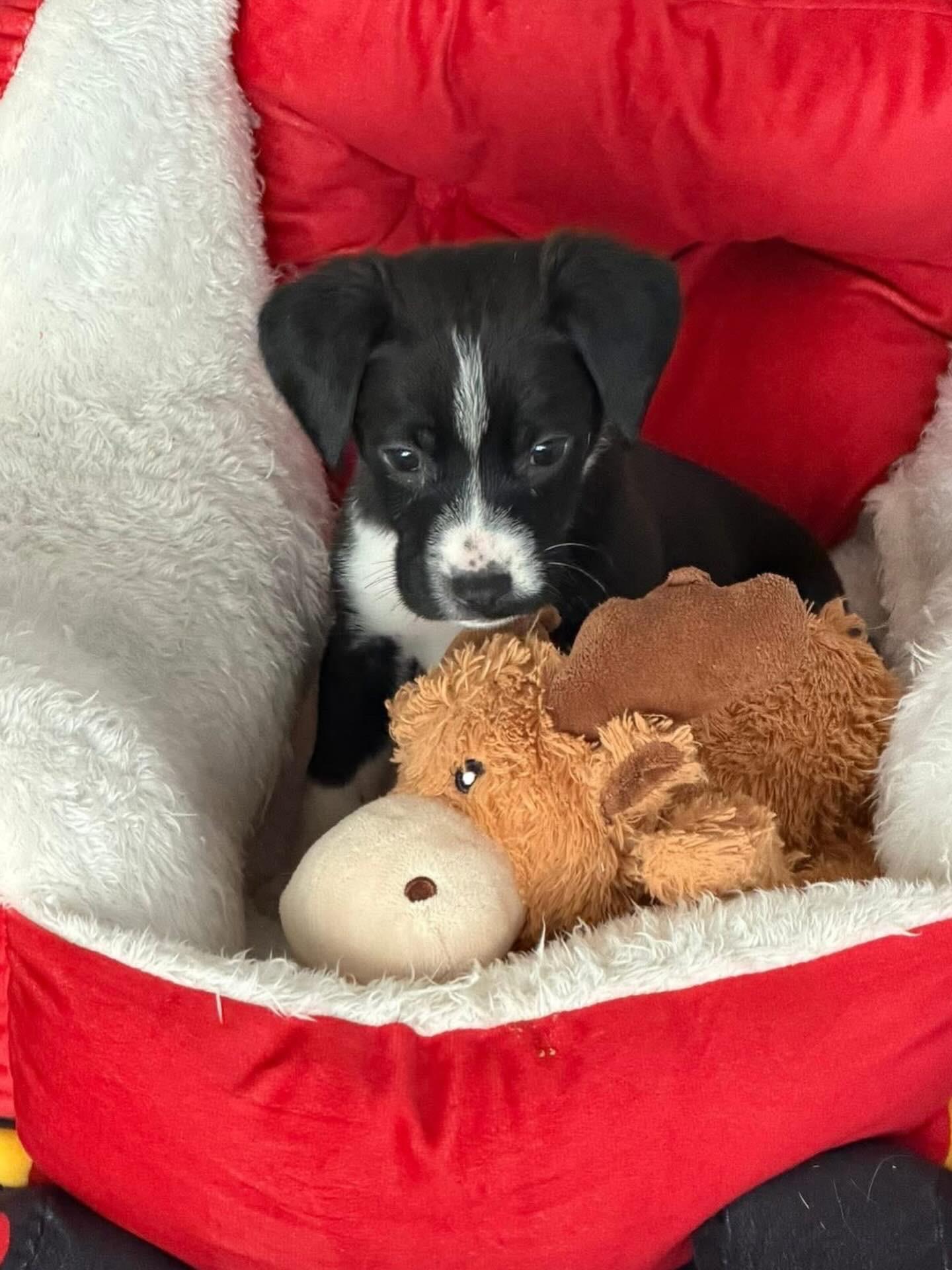 Enlarge Theo , a ADOPTABLE mixed breed in Hatfield, PA image 1/6