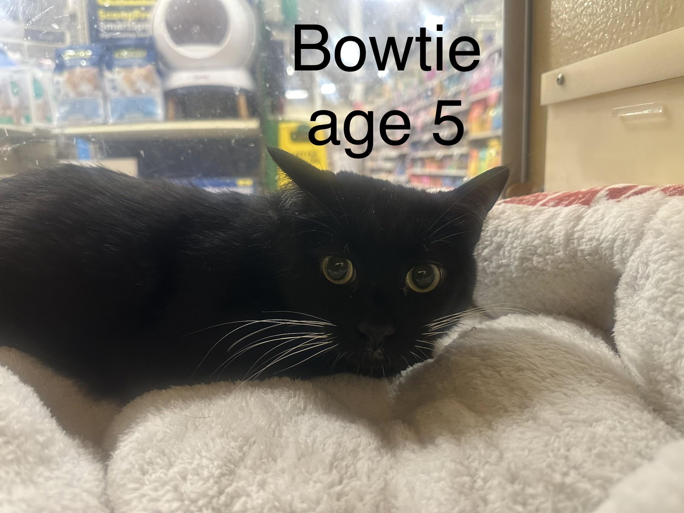 Bowtie , ADOPTABLE, Adult Male Domestic Short Hair.