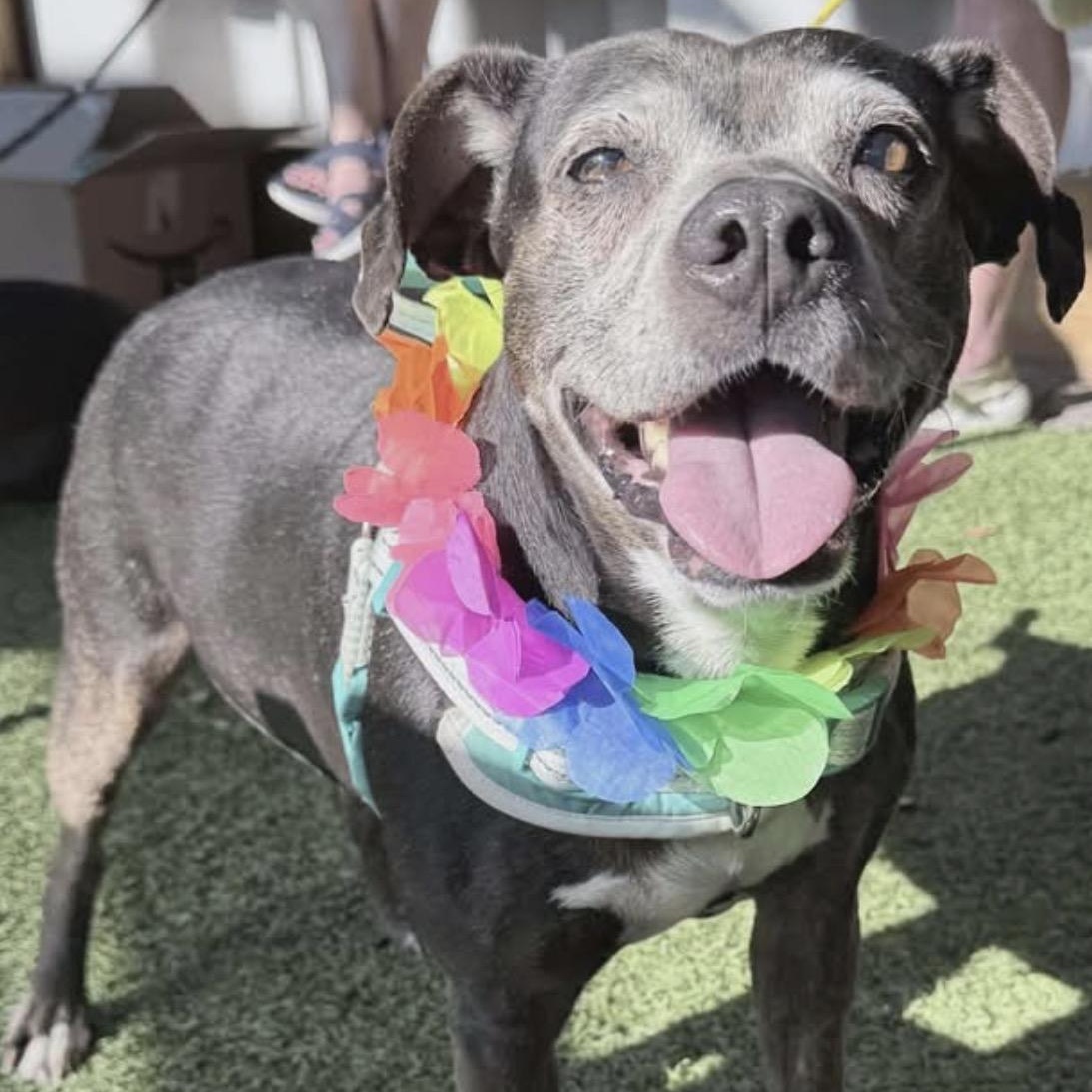 Lucy, a ADOPTABLE mixed breed in Calabash, NC image 1/5