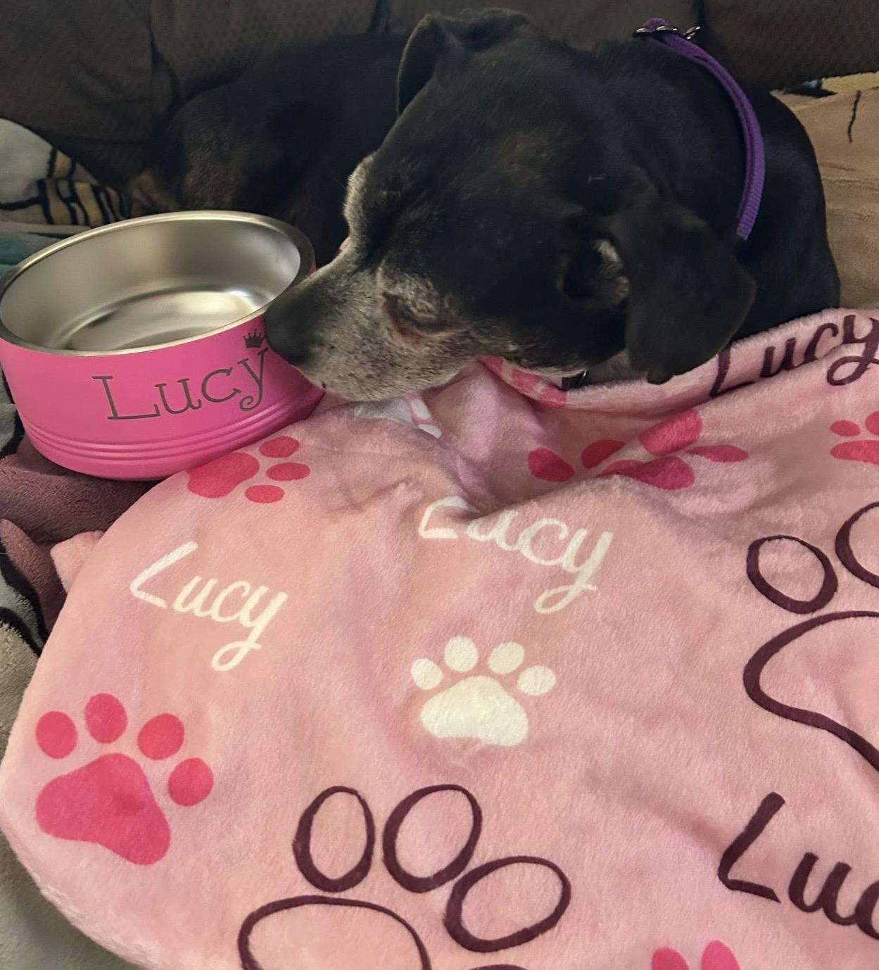 Enlarge Lucy, a ADOPTABLE mixed breed in Calabash, NC image 2/5