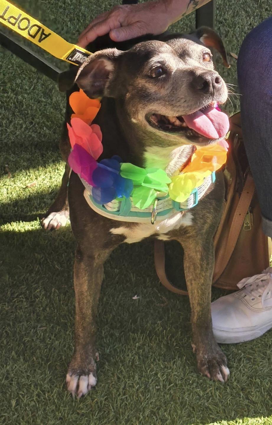 Lucy, a ADOPTABLE mixed breed in Calabash, NC image 5/5