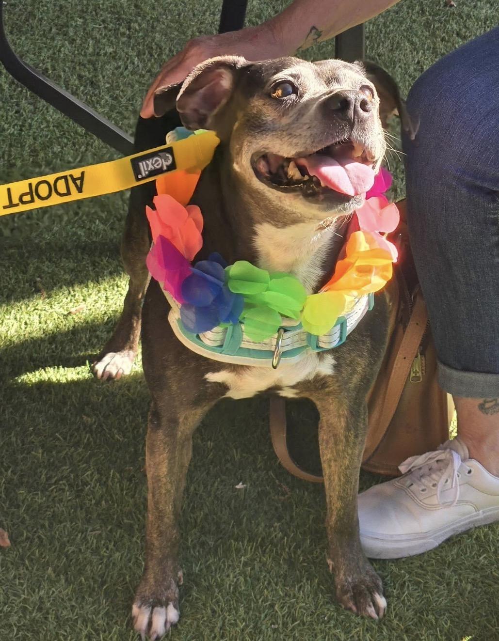 Lucy, a ADOPTABLE mixed breed in Calabash, NC image 2/5