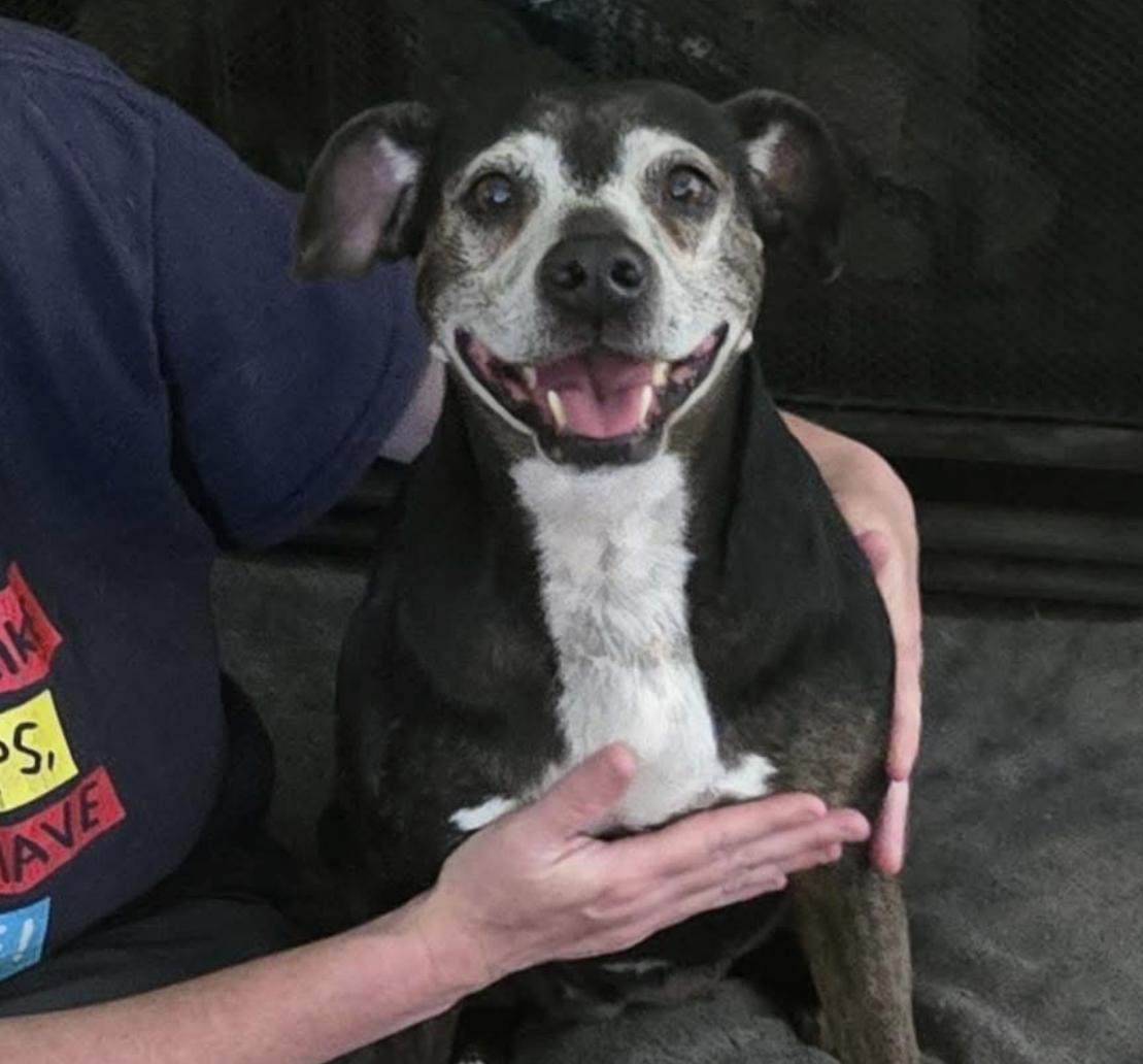 Enlarge Lucy, a ADOPTABLE mixed breed in Calabash, NC image 1/5