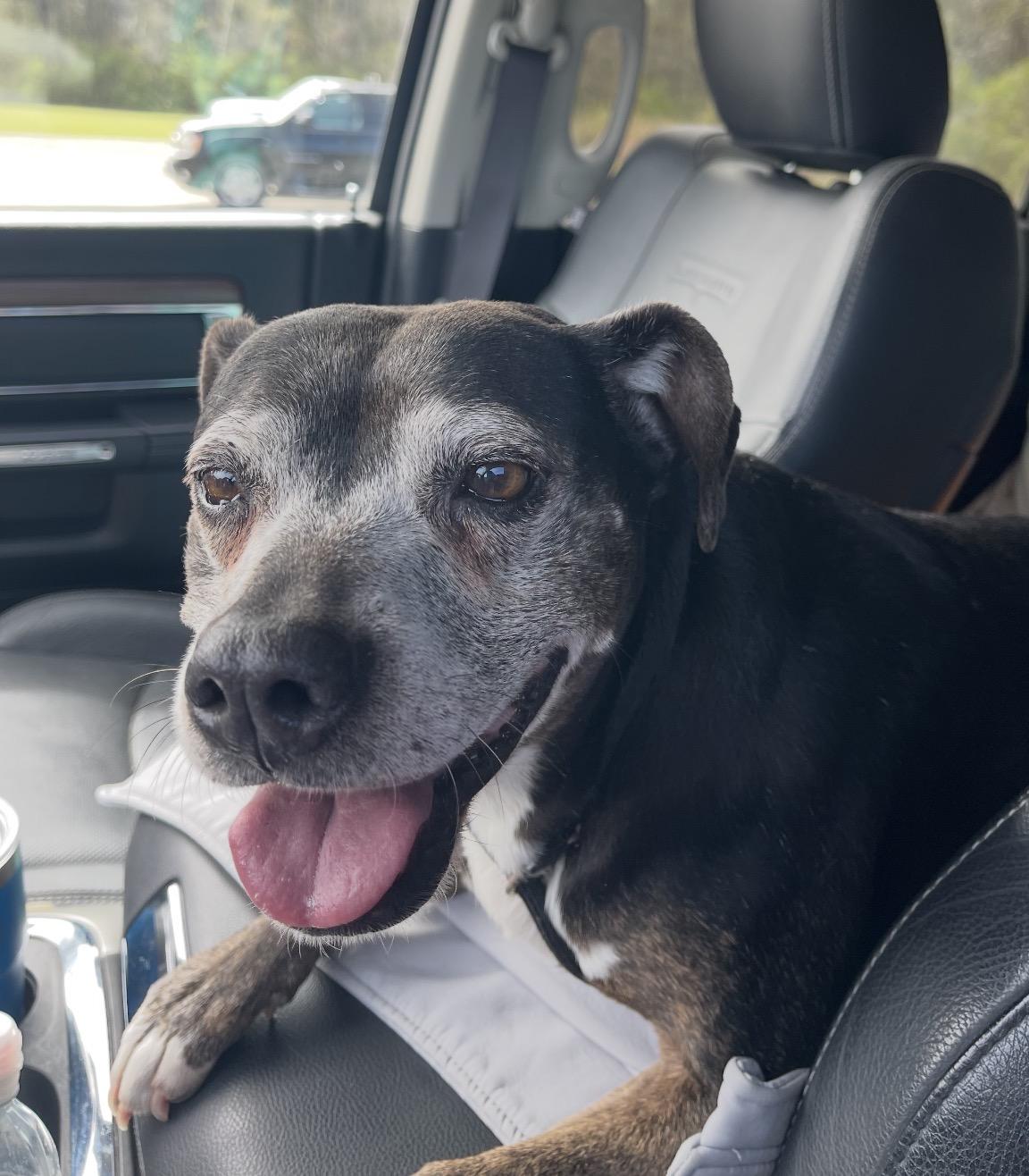 Enlarge Lucy, a ADOPTABLE mixed breed in Calabash, NC image 3/5