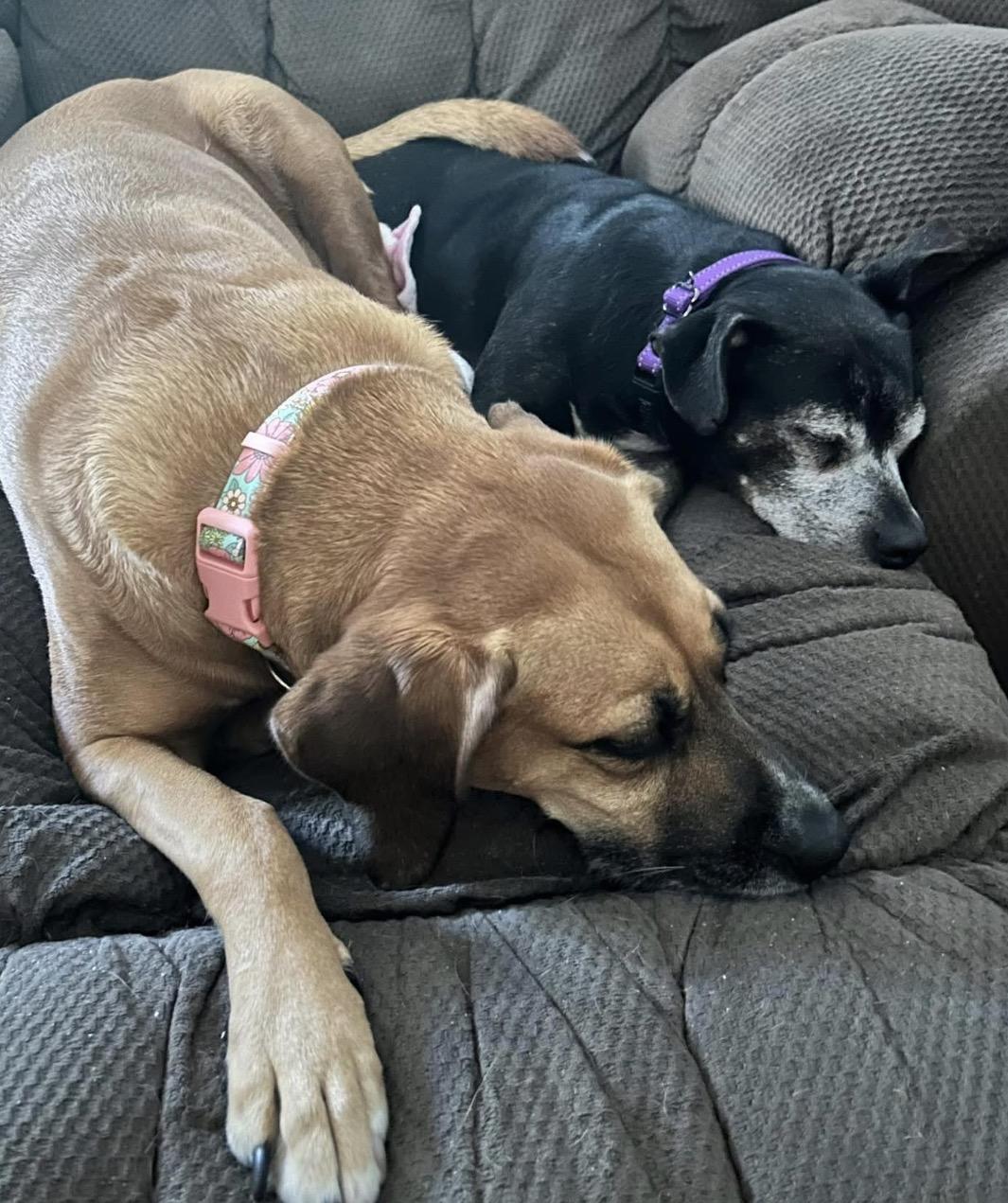 Enlarge Lucy, a ADOPTABLE mixed breed in Calabash, NC image 5/5