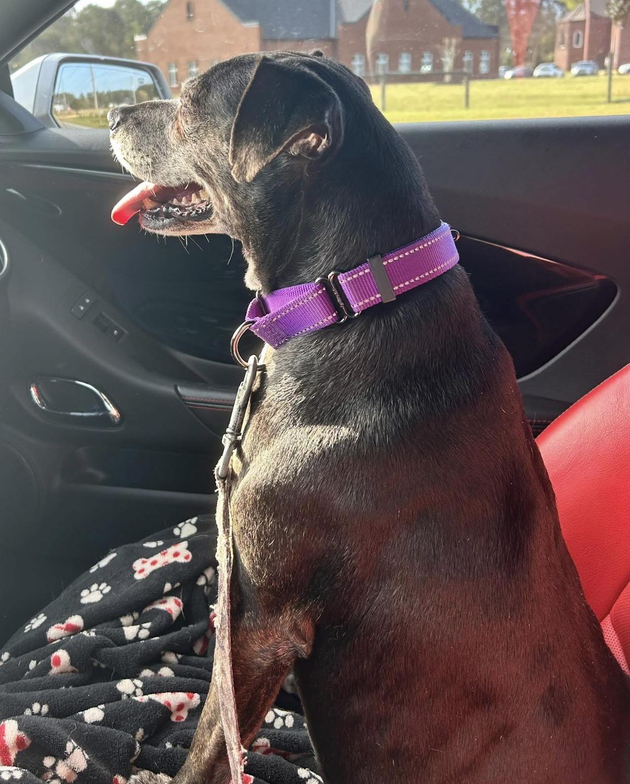 Enlarge Lucy, a ADOPTABLE mixed breed in Calabash, NC image 4/5