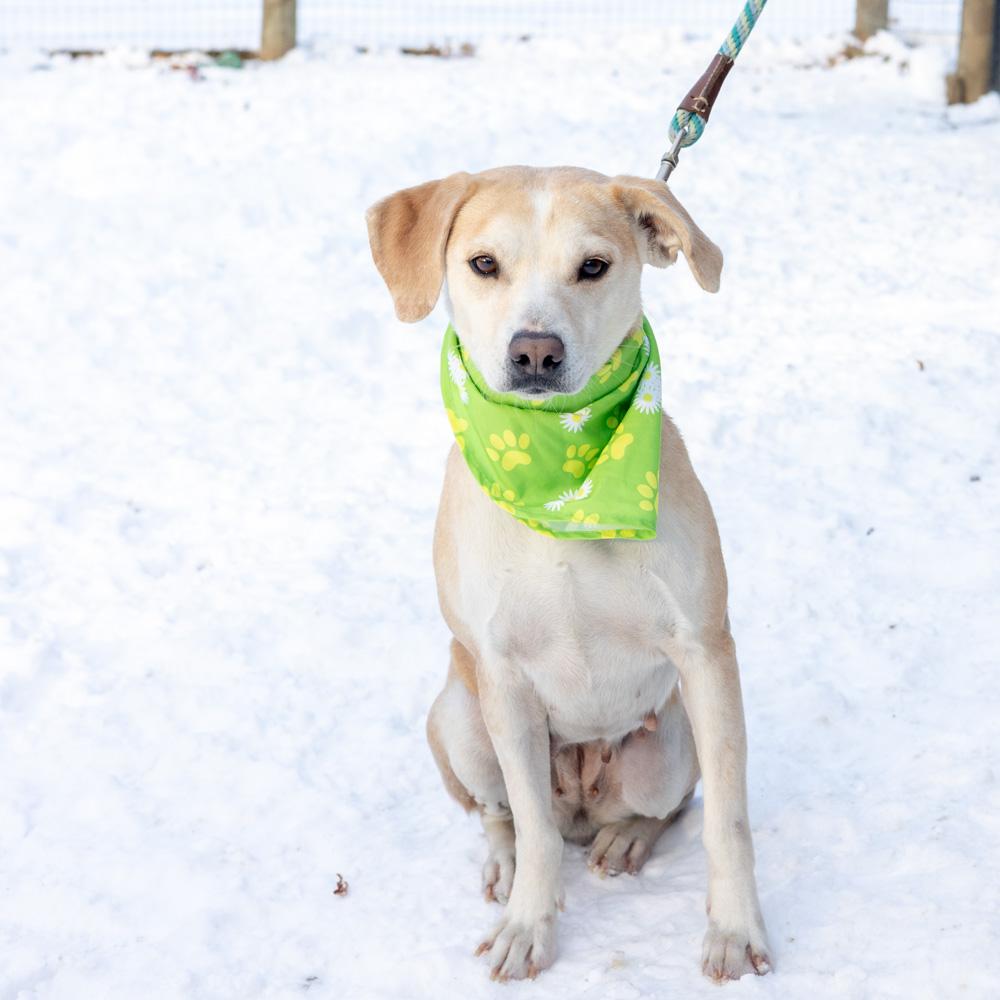 Enlarge Star (Female) , a Adoptable mixed breed in West Grove, PA image 4/6