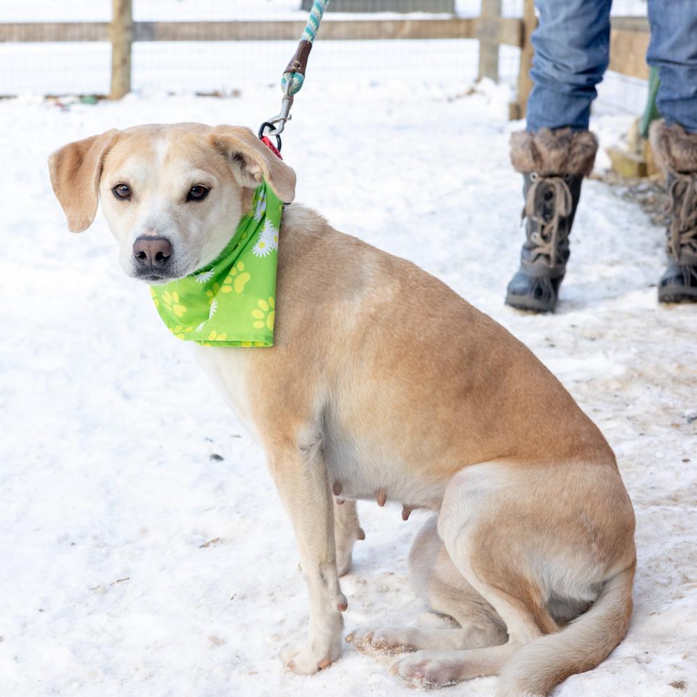 Enlarge Star (Female) , a Adoptable mixed breed in West Grove, PA image 5/6