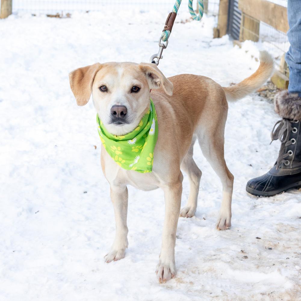 Enlarge Star (Female) , a Adoptable mixed breed in West Grove, PA image 3/6