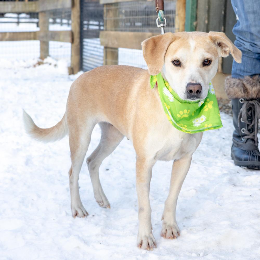 Enlarge Star (Female) , a Adoptable mixed breed in West Grove, PA image 6/6