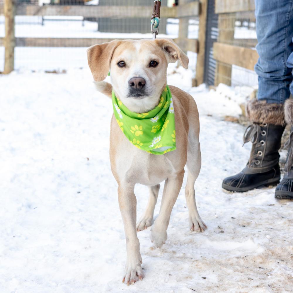 Enlarge Star (Female) , a Adoptable mixed breed in West Grove, PA image 2/6