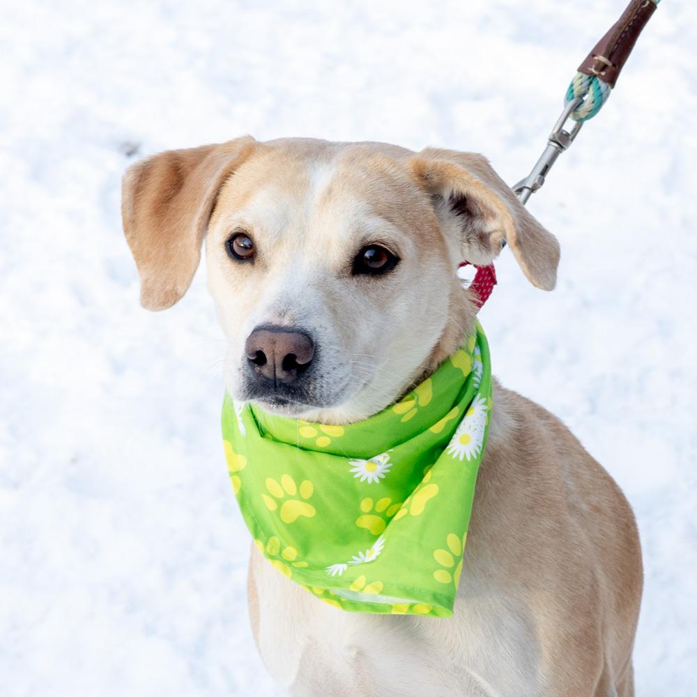 Star (Female) , Adoptable, Adult Female Yellow Labrador Retriever & Beagle.