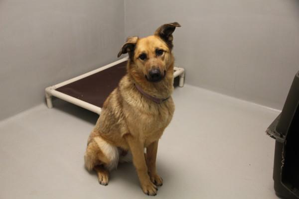 Enlarge Abigail, a Adoptable mixed breed in Winnipeg, MB image 1/1