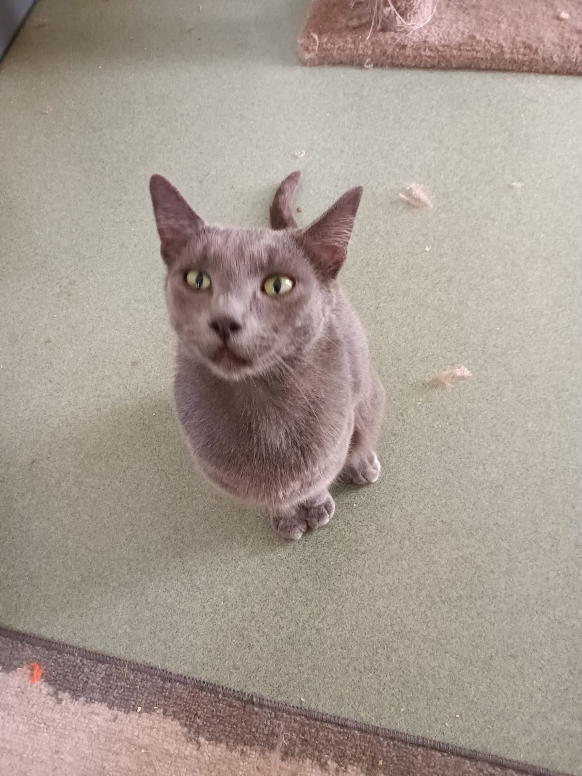 Bug, Adoptable, Adult Male Russian Blue.