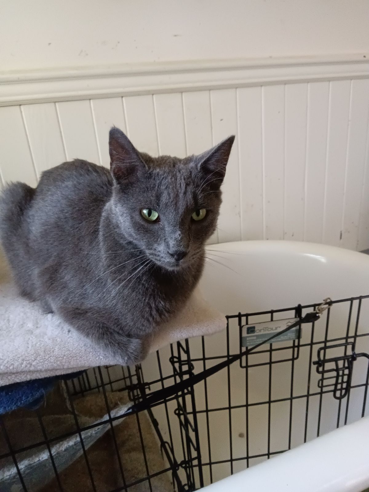 Enlarge Bug, a Adoptable Russian Blue in Woodland, CA image 2/4