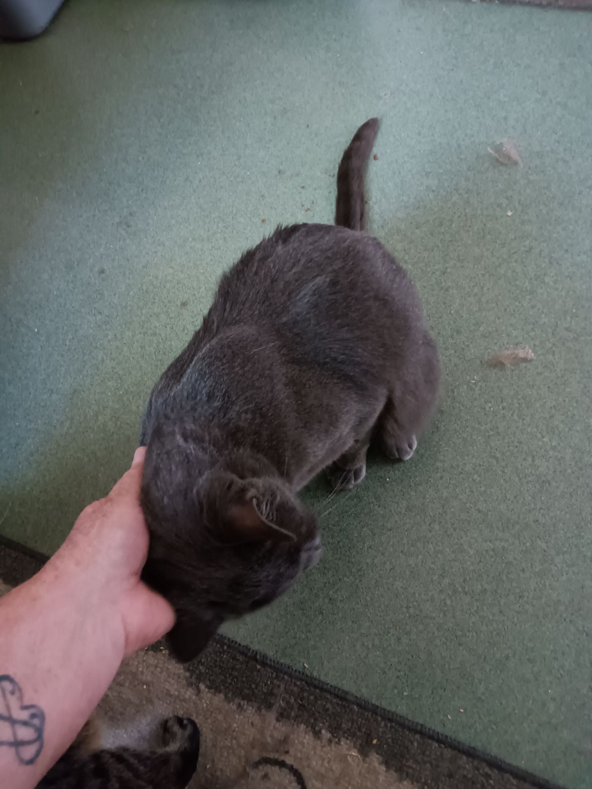 Enlarge Bug, a Adoptable Russian Blue in Woodland, CA image 3/4