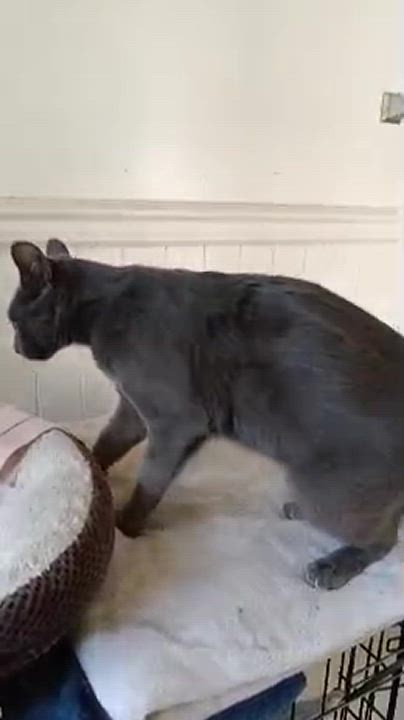 Enlarge Bug, a Adoptable Russian Blue in Woodland, CA video 4/4
