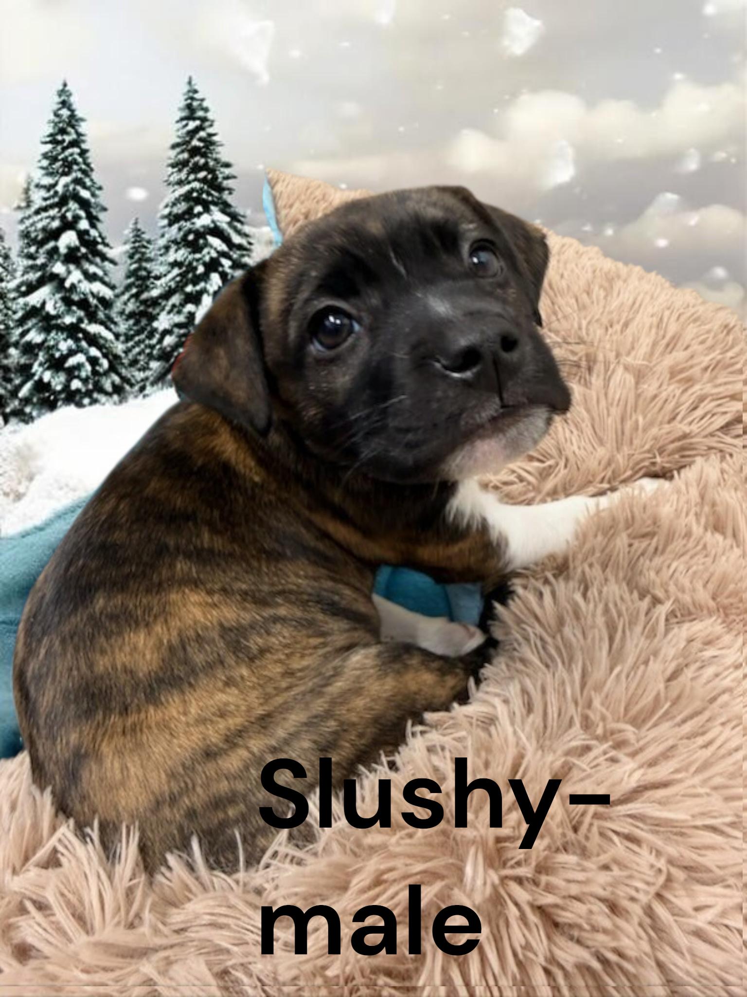 Enlarge Slushy, an adopted Mixed Breed in Mauston, WI image 1/1