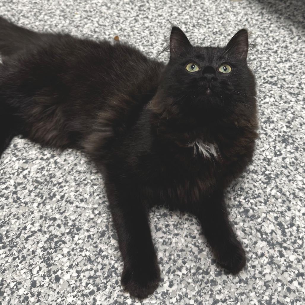 Mage, a Adoptable Domestic Long Hair in Brookfield, WI image 2/3