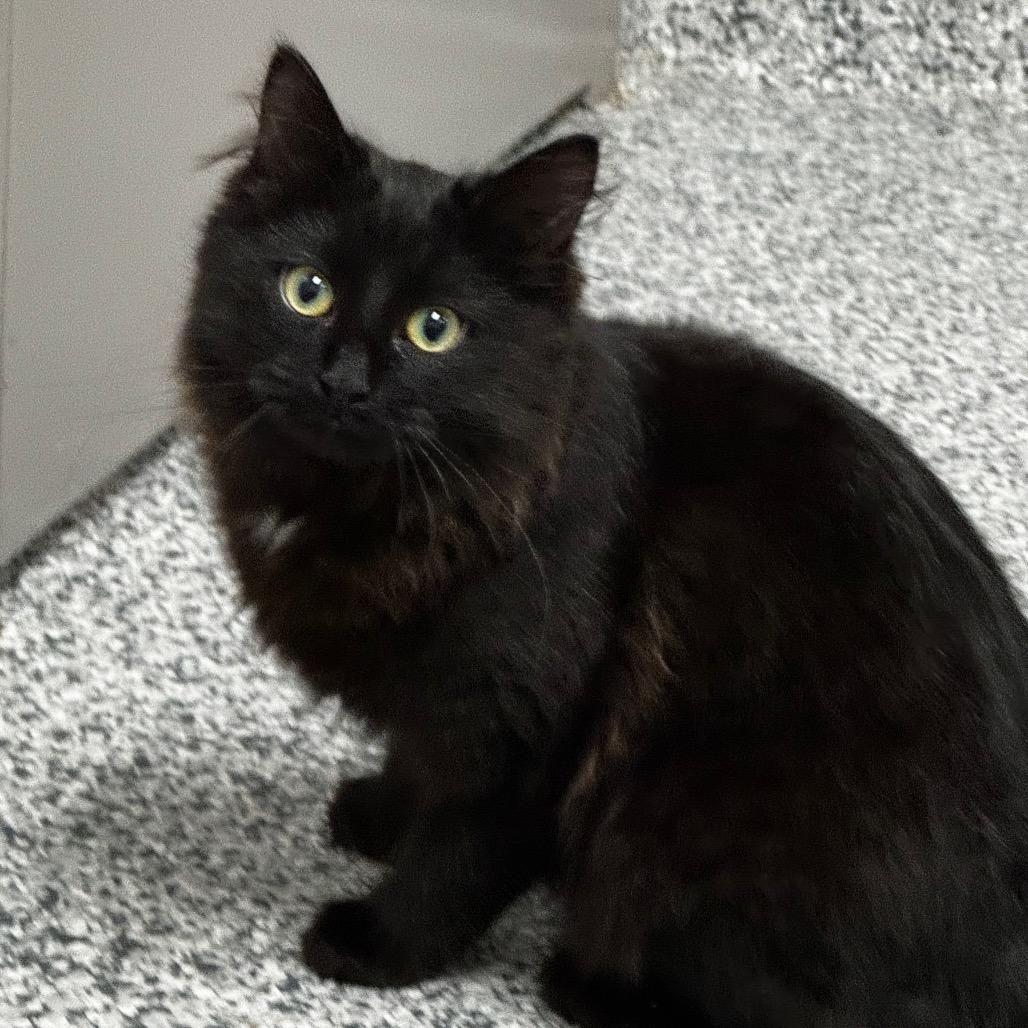 Mage, a Adoptable Domestic Long Hair in Brookfield, WI image 3/3