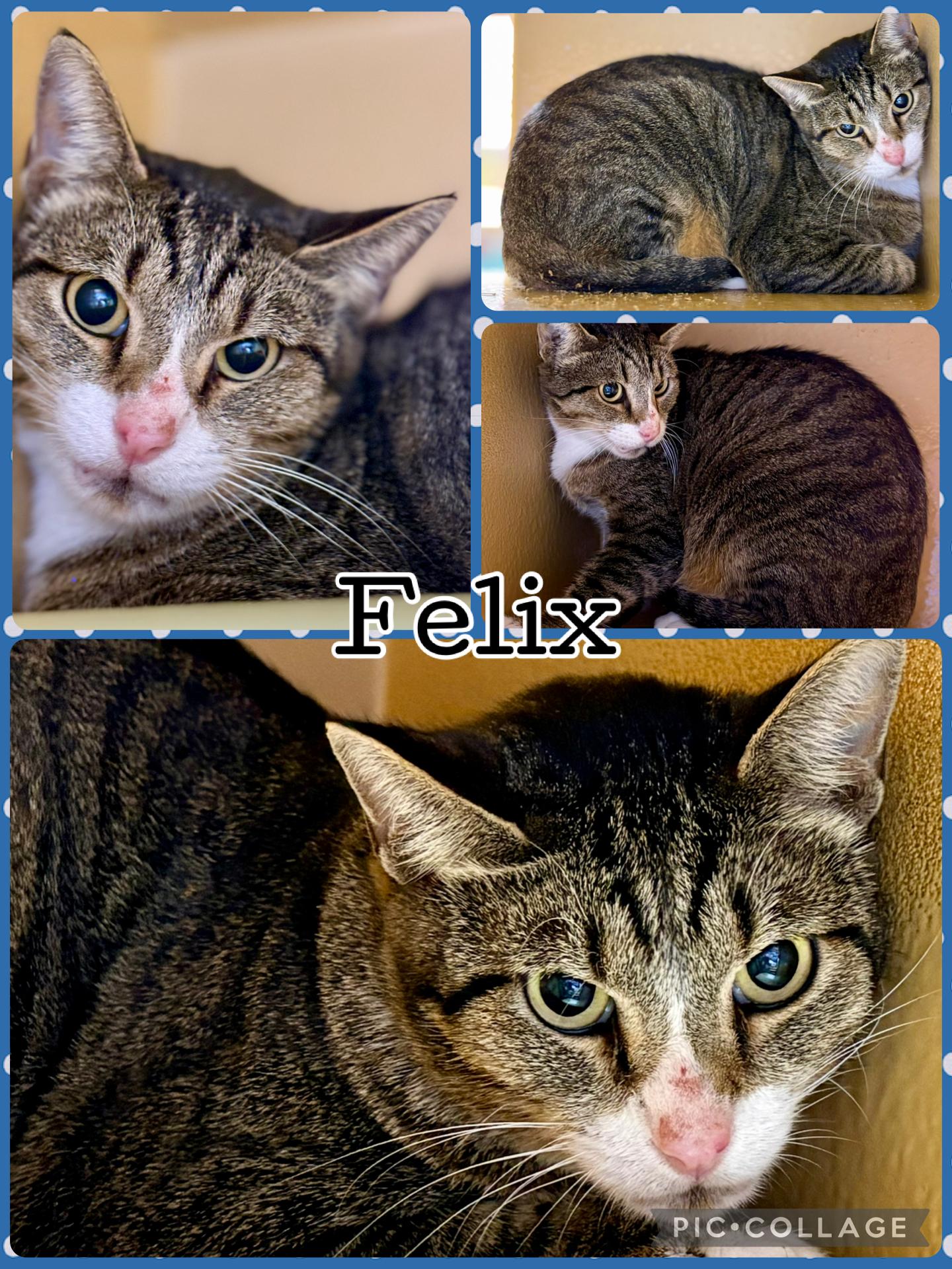 FELIX, ADOPTABLE, Adult Male Tabby.