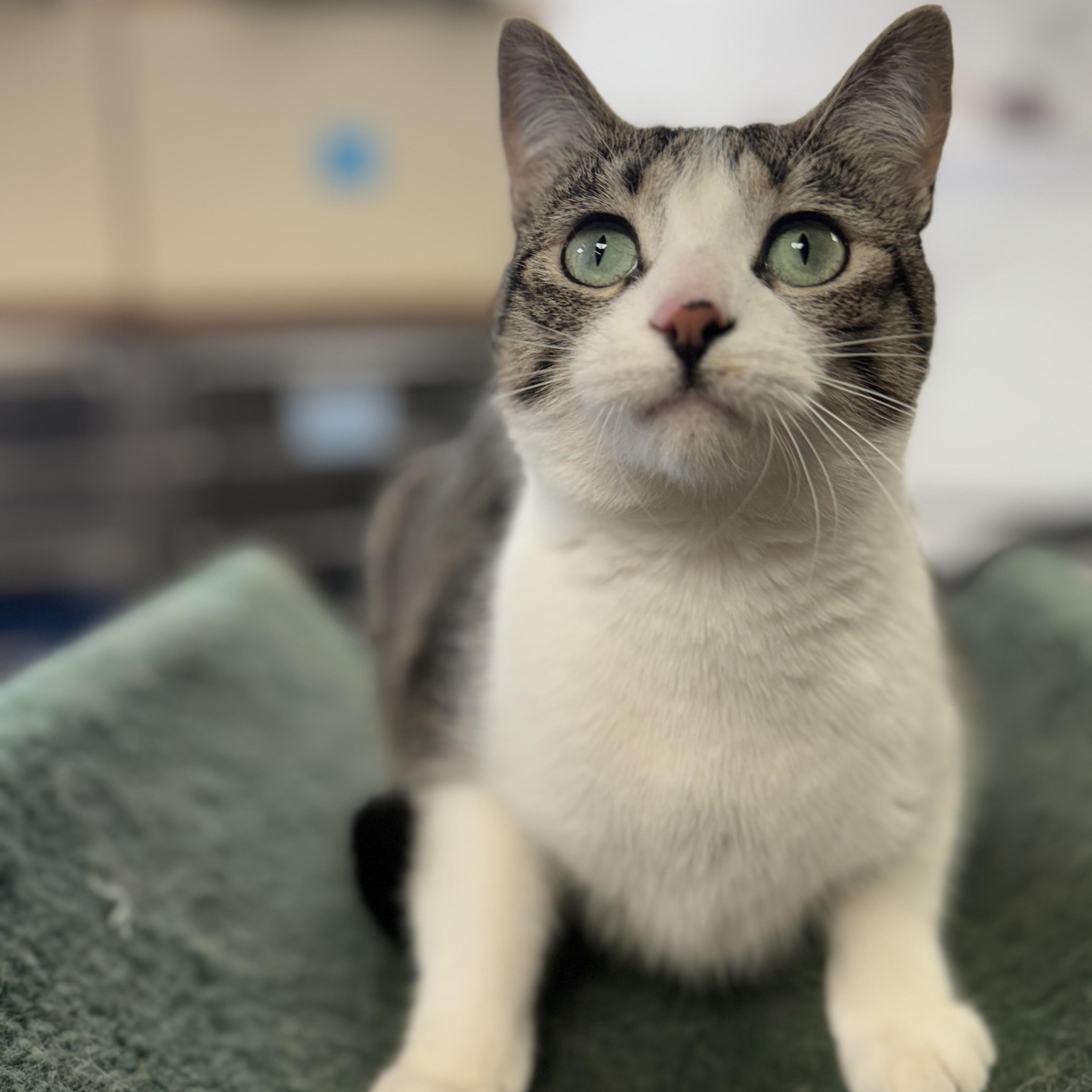 Daphne, Adult Female Domestic Short Hair