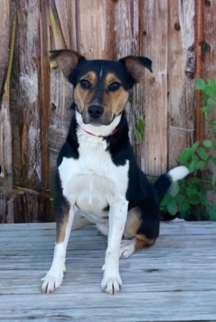 Enlarge Jesse, a Adoptable mixed breed in Dalton, GA image 2/5