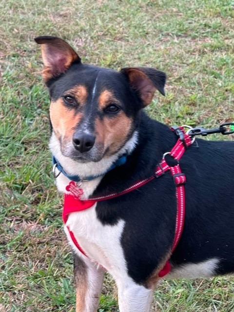 Enlarge Jesse, a Adoptable mixed breed in Dalton, GA image 3/5