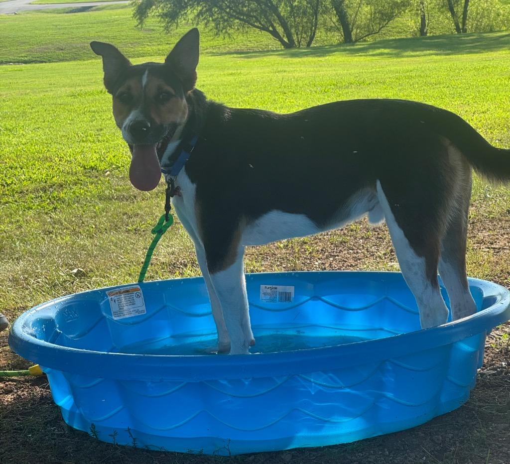 Enlarge Jesse, a Adoptable mixed breed in Dalton, GA image 5/5