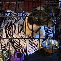 Buddy, Adopted, Senior Male Chihuahua.