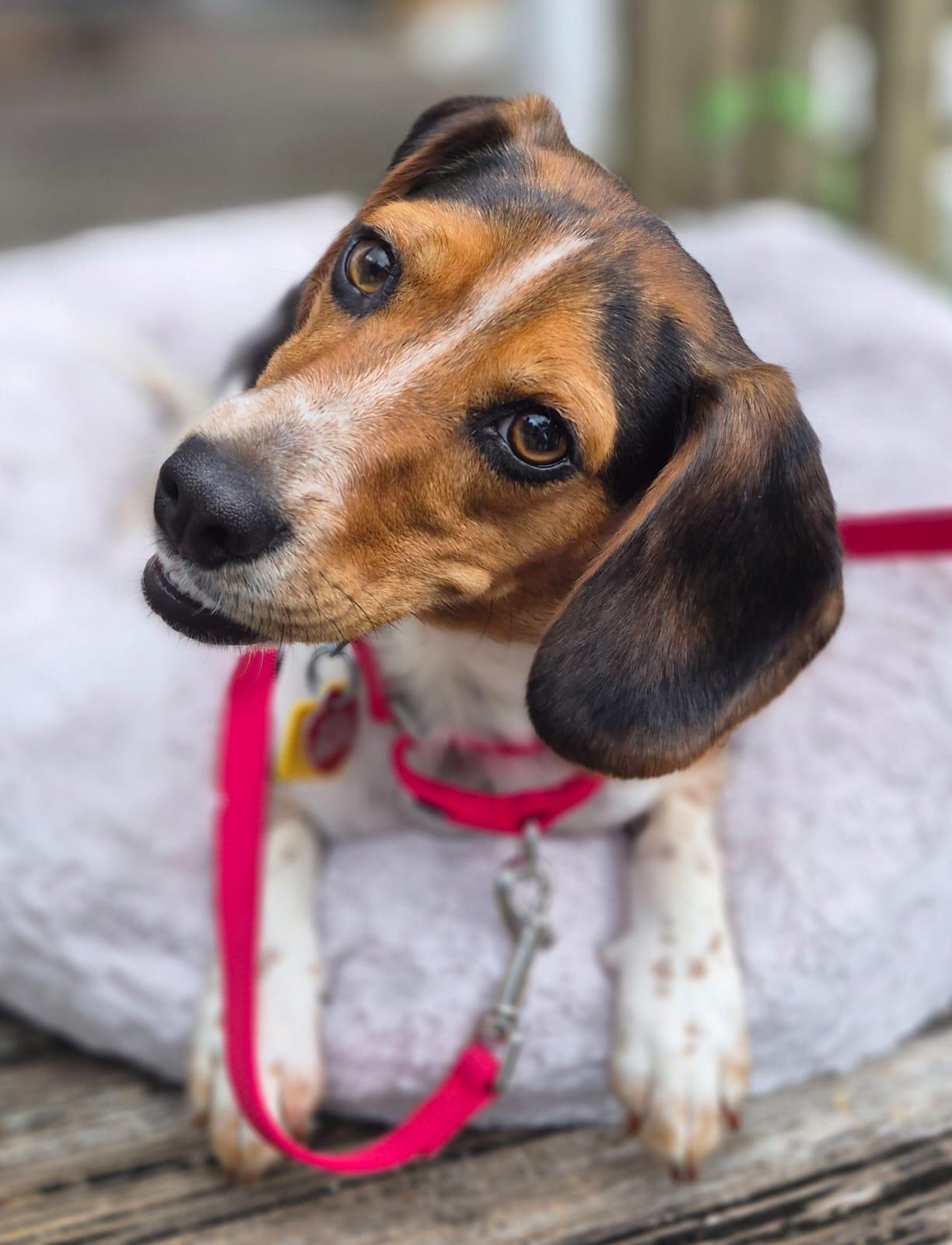 Enlarge Tilly IV, a Adoptable Beagle in Dunnellon, FL image 1/3