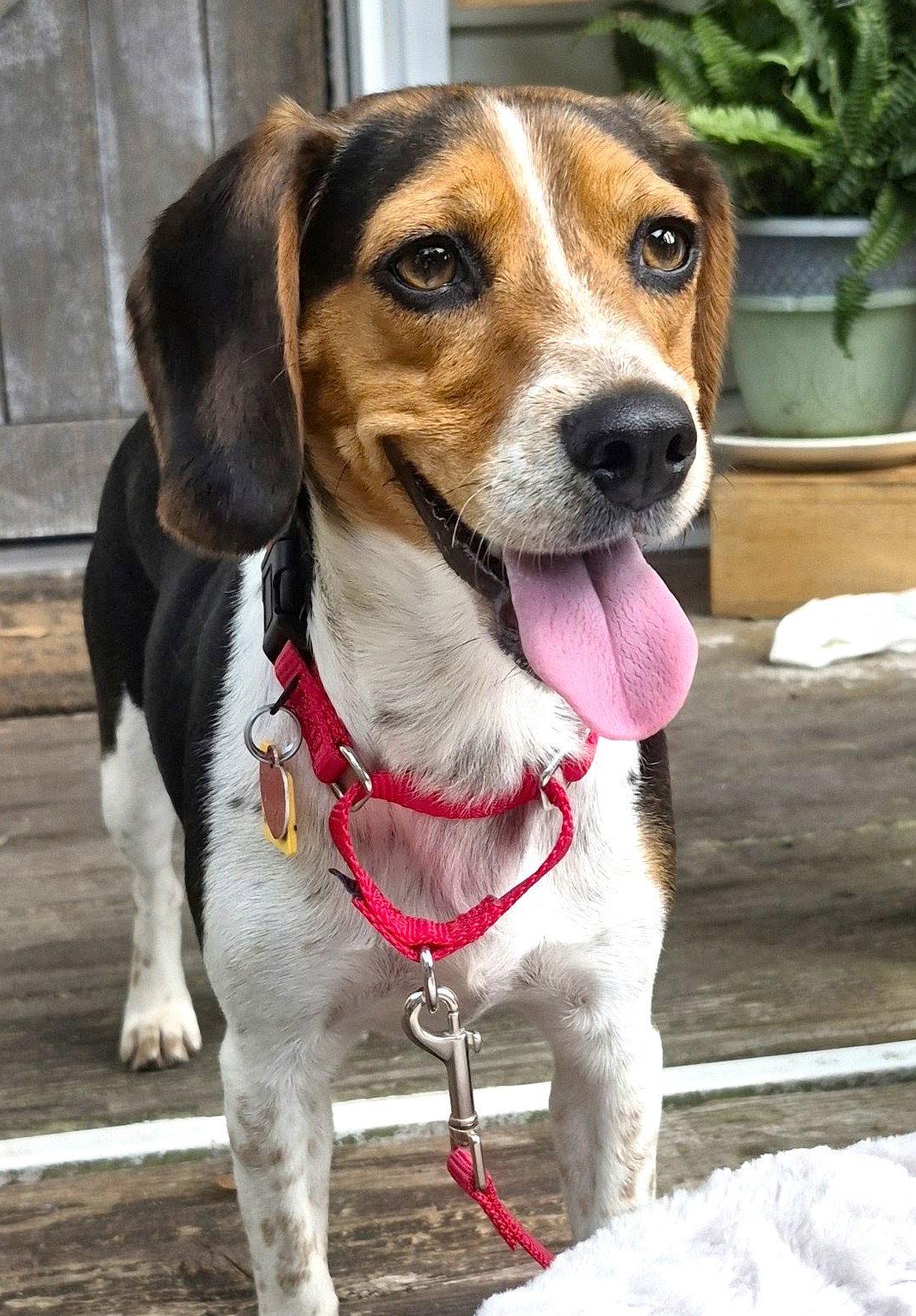 Enlarge Tilly IV, a Adoptable Beagle in Dunnellon, FL image 2/3