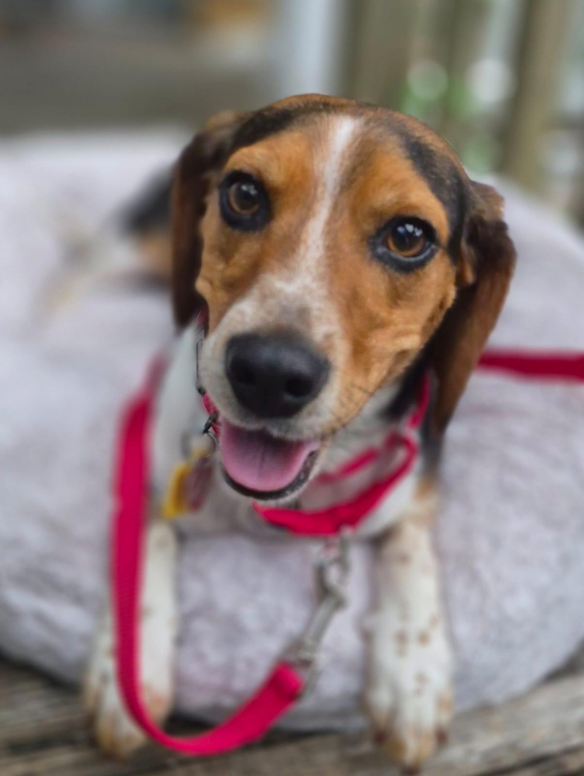 Enlarge Tilly IV, a Adoptable Beagle in Dunnellon, FL image 3/3