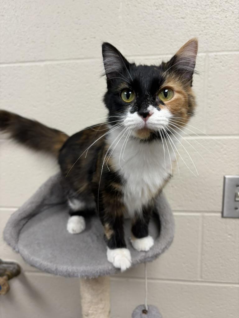 Enlarge Razzle, a Adopted Domestic Short Hair in Valparaiso, IN image 1/1