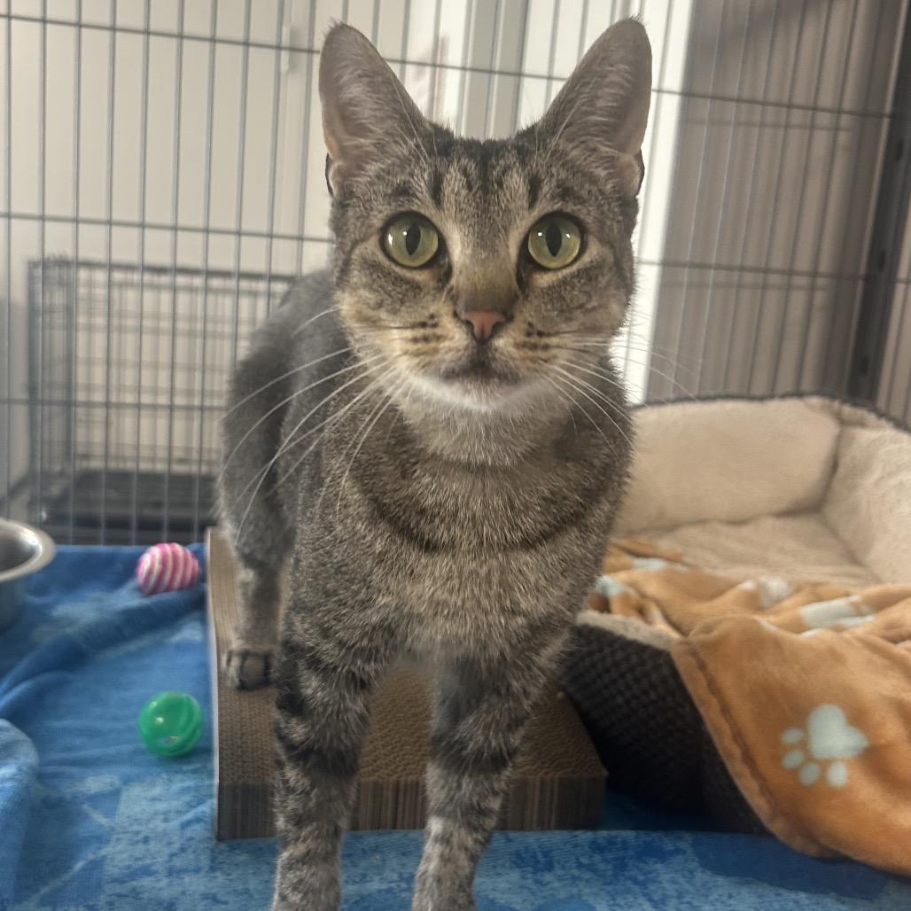 Polly, Adoptable, Adult Female Domestic Short Hair.