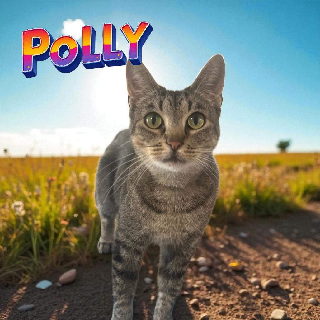 Enlarge Polly, a Adoptable Domestic Short Hair in Muncie, IN image 2/2