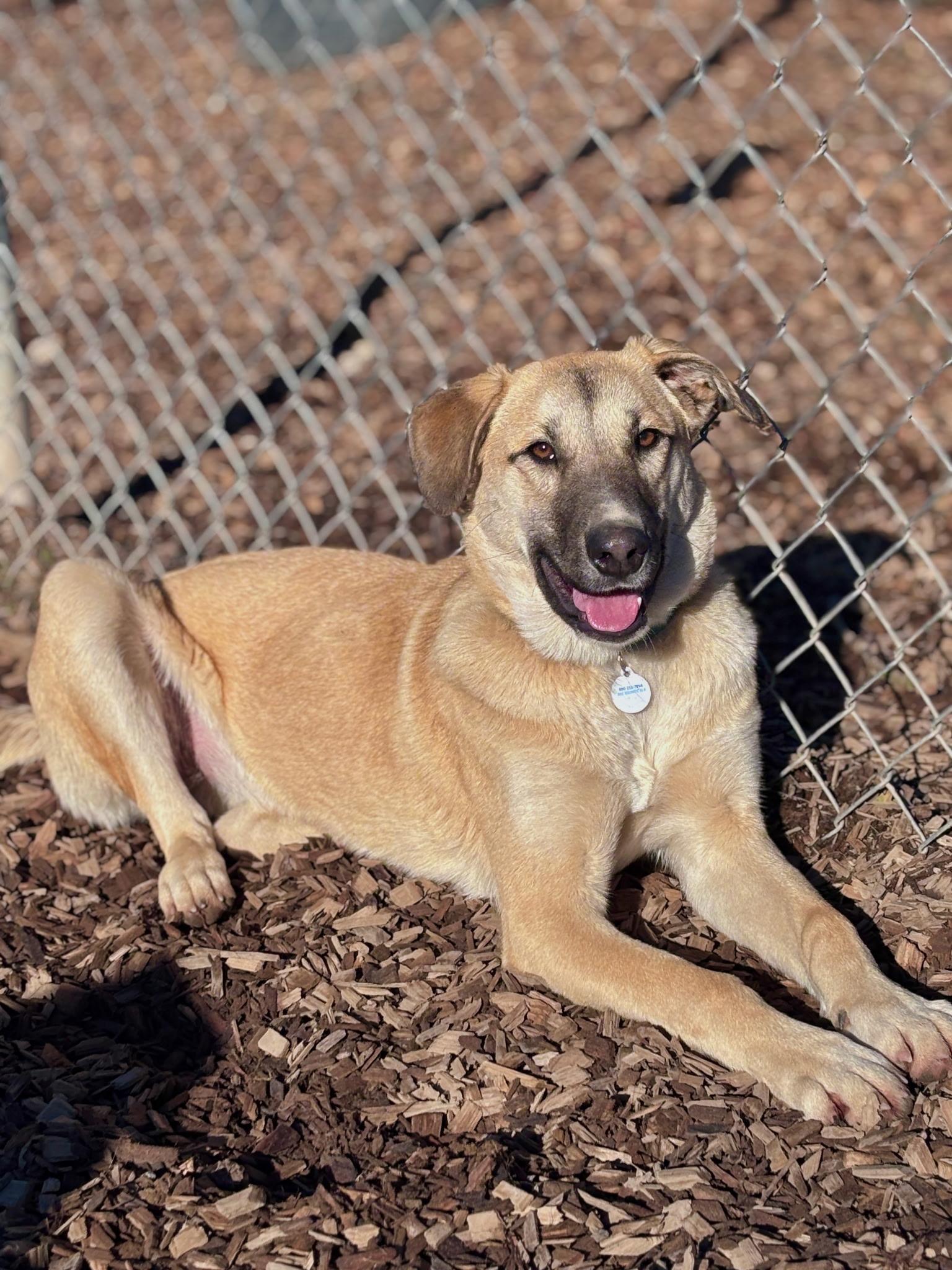 Enlarge Annie, a ADOPTABLE mixed breed in Santa Rosa, CA image 1/2