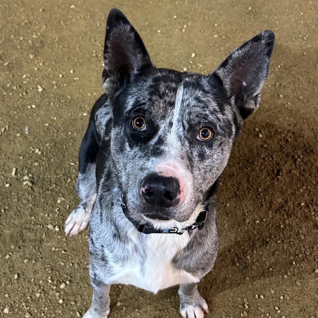 Gandalf, Adoptable, Adult Male Mixed Breed.